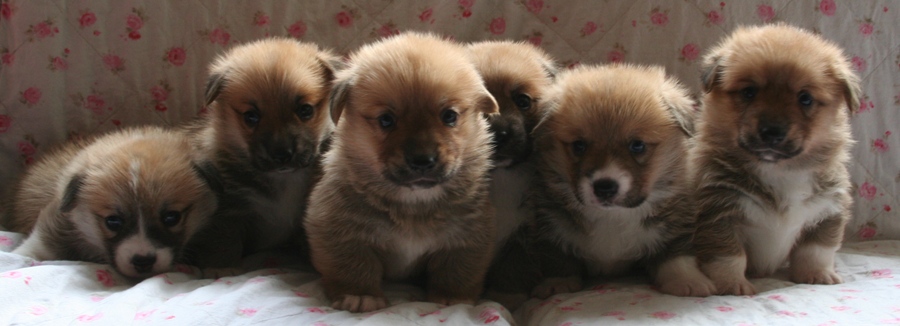 Puppies